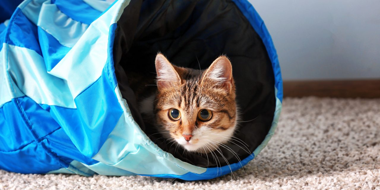 Indoor Enrichment Activities: 4 Tips for Dogs and Cats