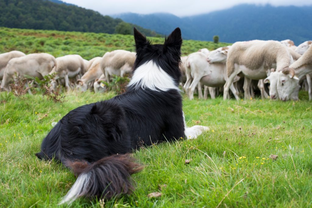 Top 7 Working Dog Breeds (And Why They Deserve the Best Care)