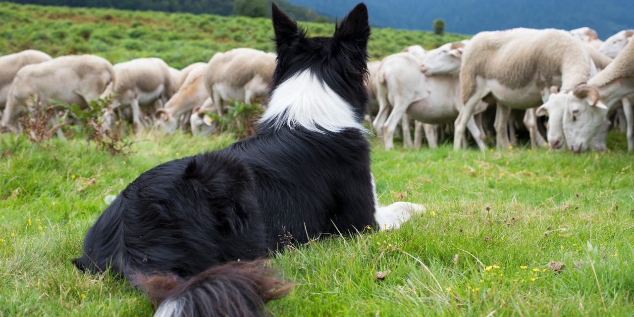 Top 7 Working Dog Breeds (And Why They Deserve the Best Care)