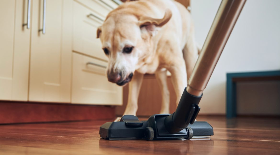 Pet behaviour