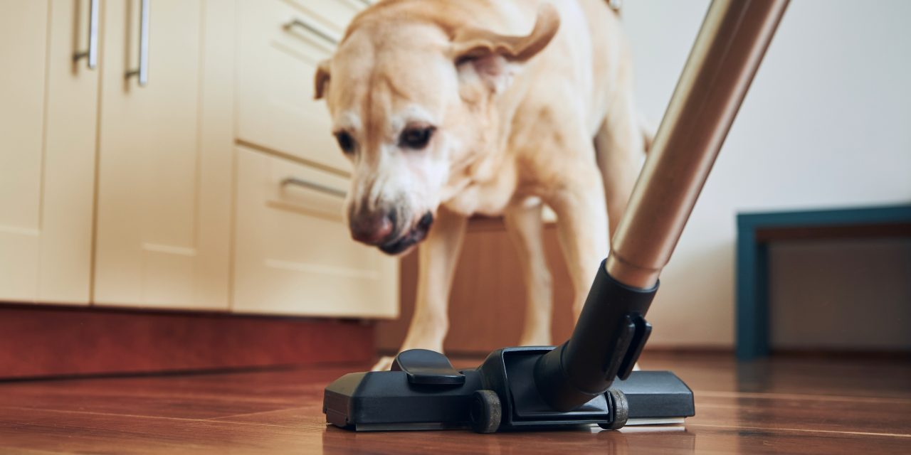 3 Pet Behaviours Explained
