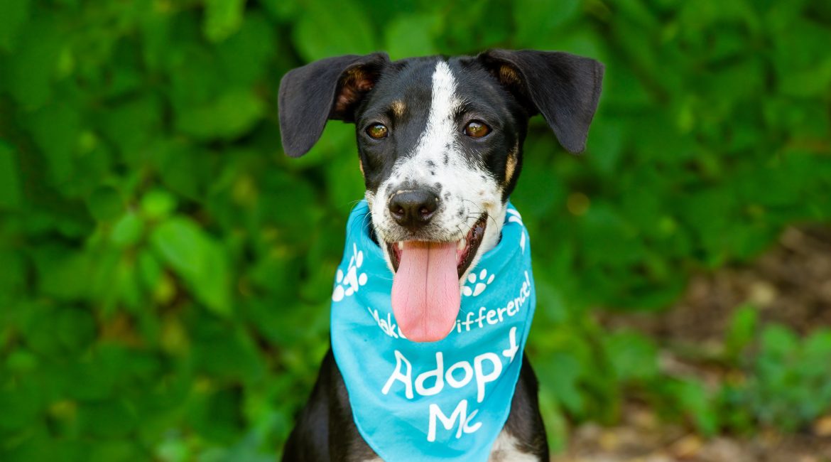 adopting a rescue dog