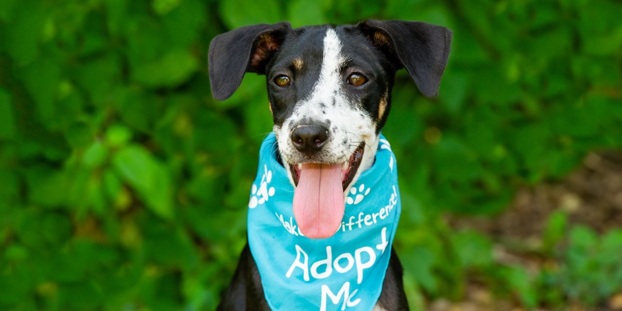 Adopting a Rescue Dog?