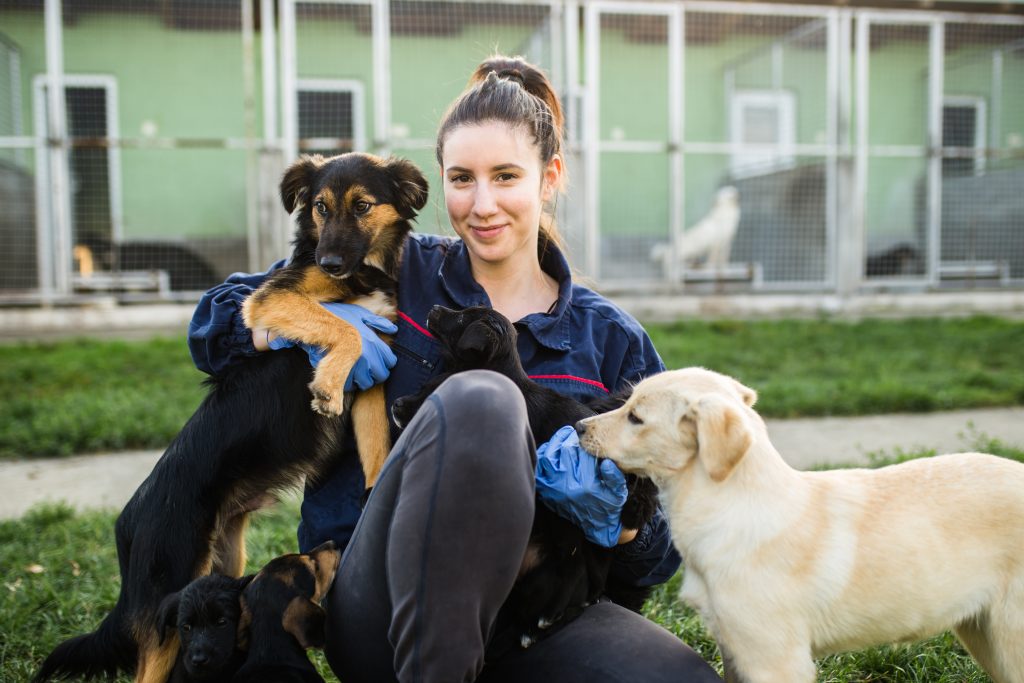 How You Can Help Animal Shelters in Need