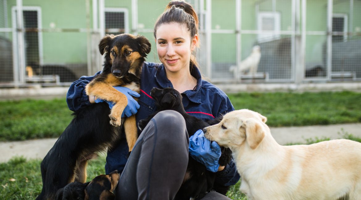 Animal shelters