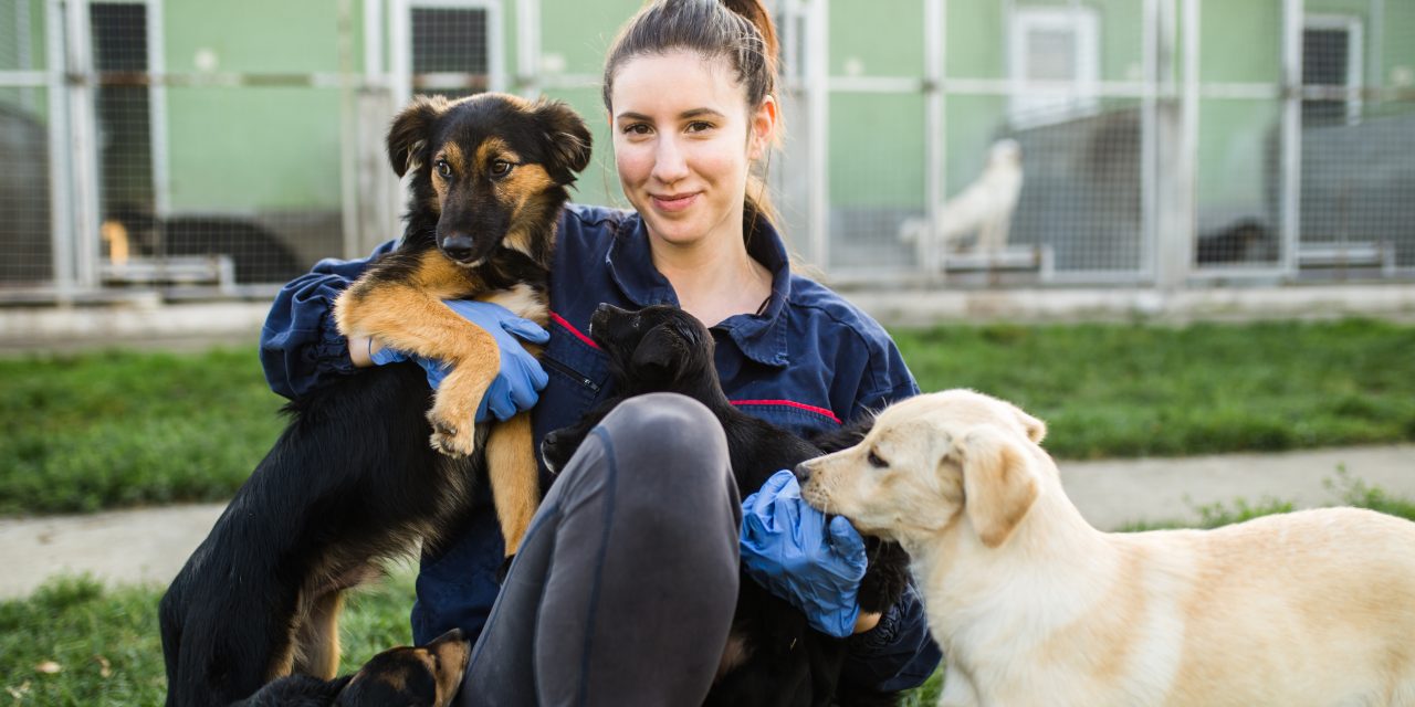How You Can Help Animal Shelters in Need