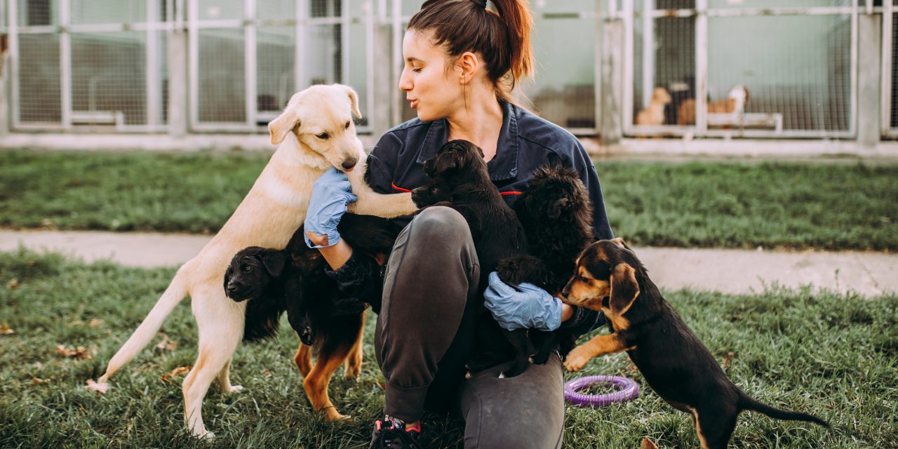 Acts of Kindness for Shelter Pets