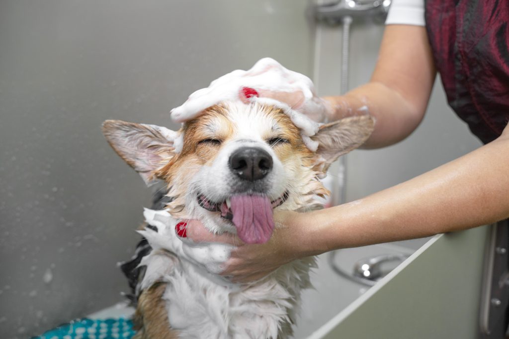 How often should you groom your pet?