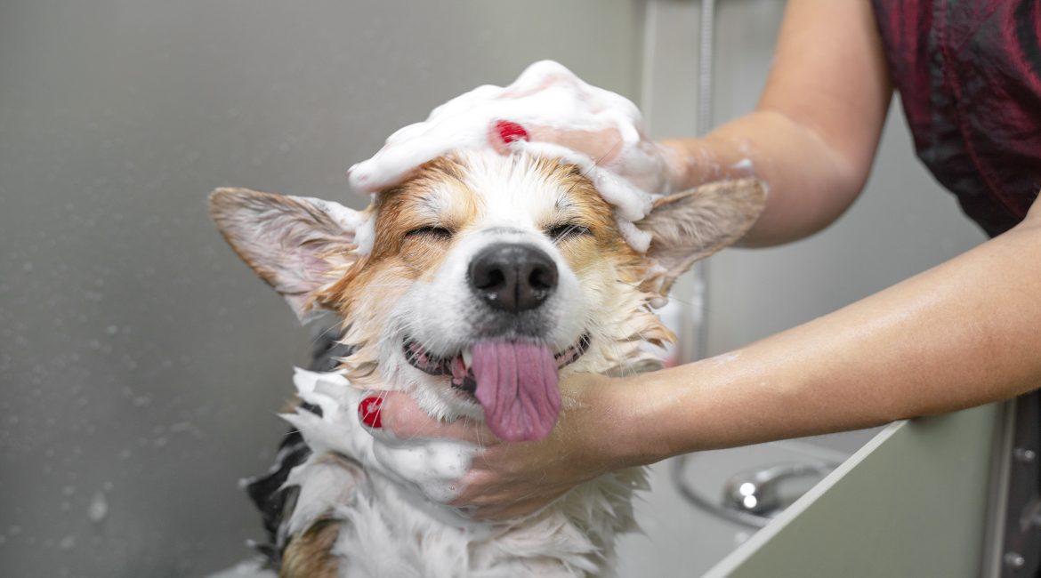 groom your pet