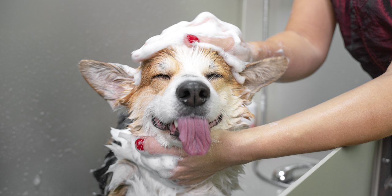 How often should you groom your pet?