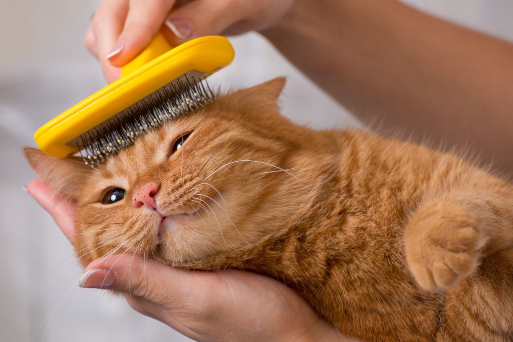 3 Easy and Essential Cat Grooming Tips