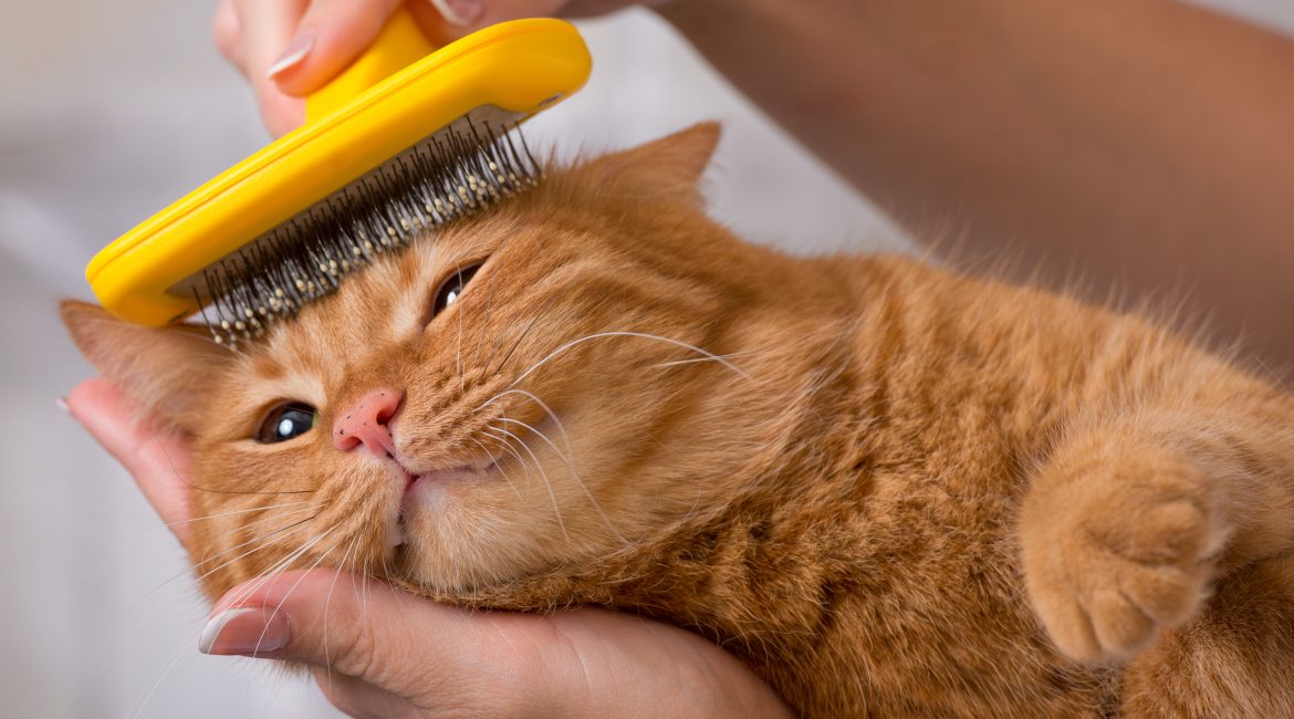 cat grooming
