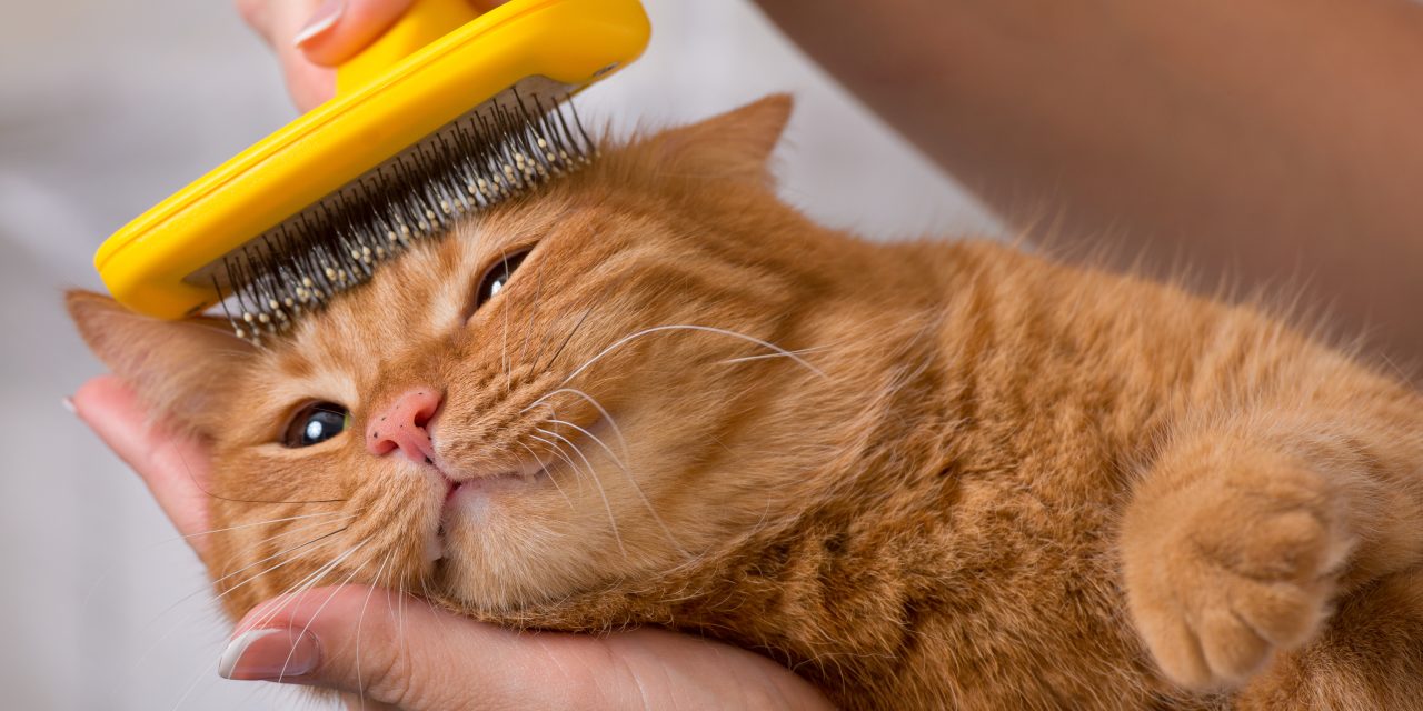 3 Easy and Essential Cat Grooming Tips
