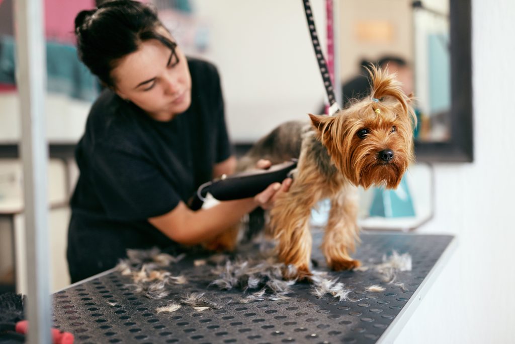 Your pet’s summer coat guide