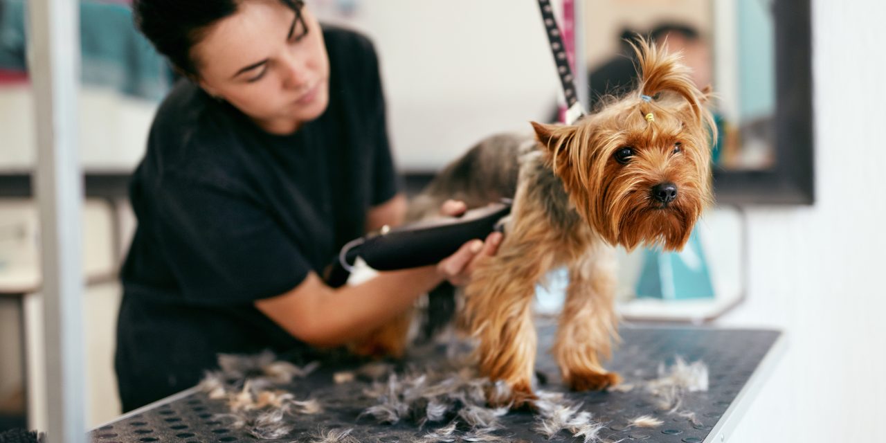 Your pet’s summer coat guide