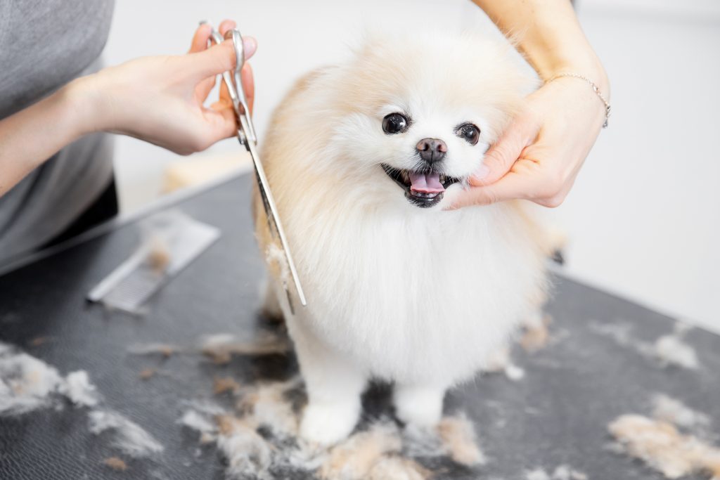 Should you shave your pet in summer?