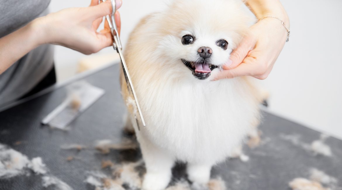 shave your pet