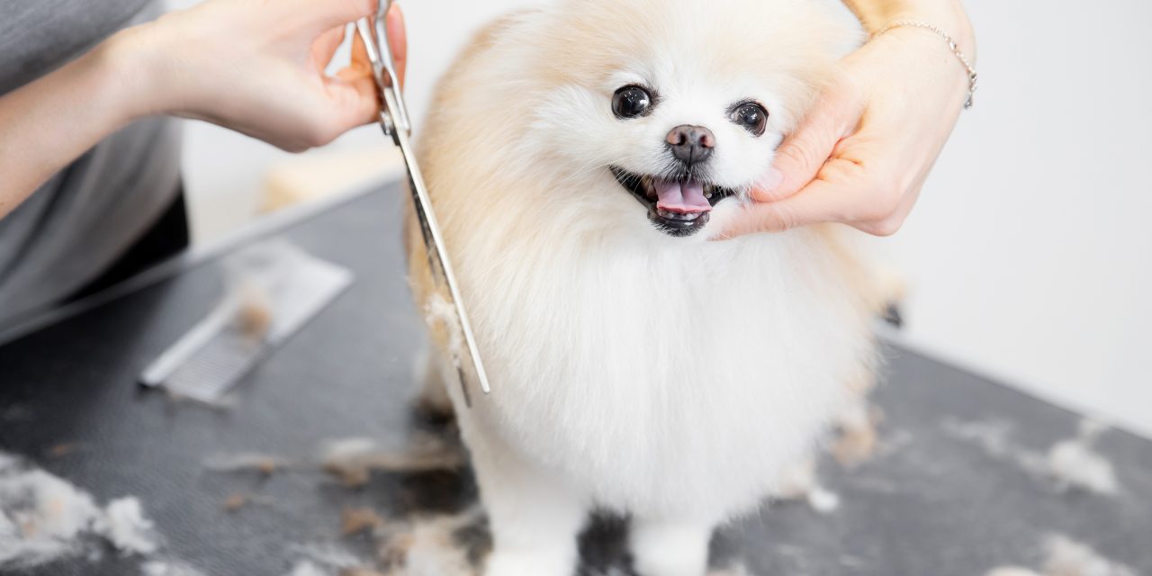 Should you shave your pet in summer?