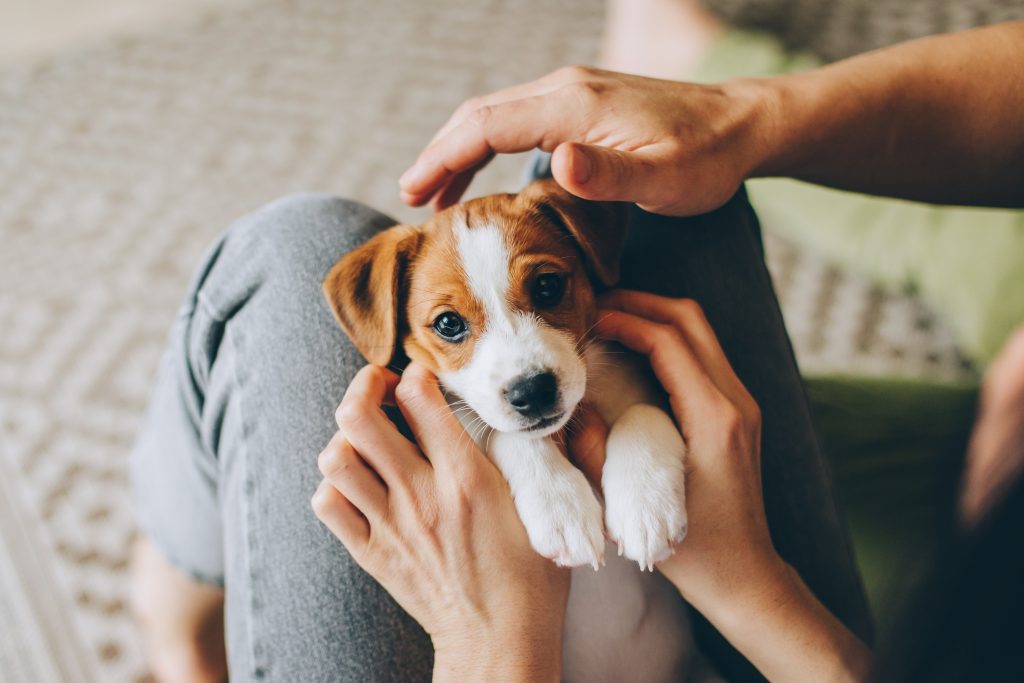 7 Questions to Ask Your Vet About New Puppy Care