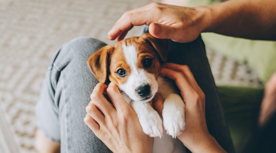new puppy care