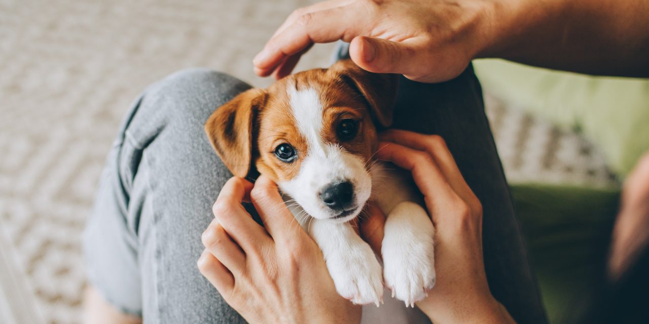 7 Questions to Ask Your Vet About New Puppy Care