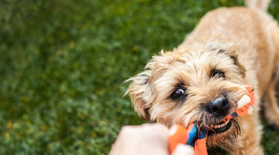 dogs play fighting
