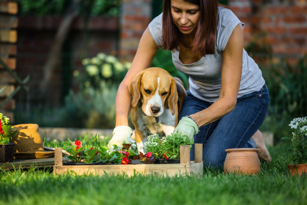 The 4 worms your pet could pick up