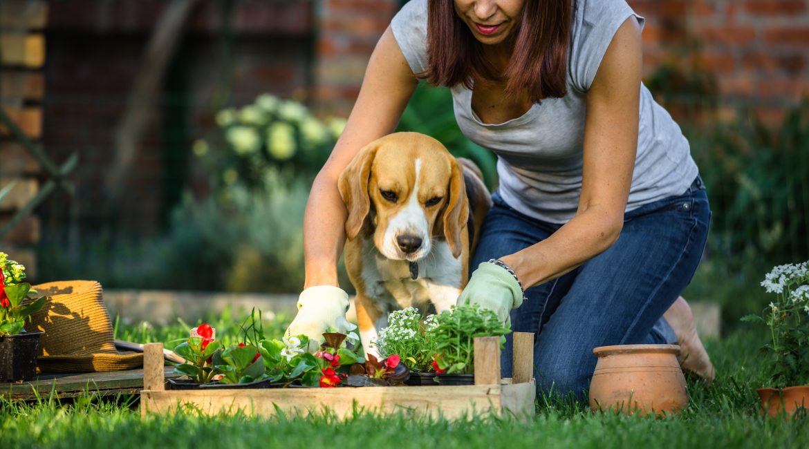 The worms your pet could pick up