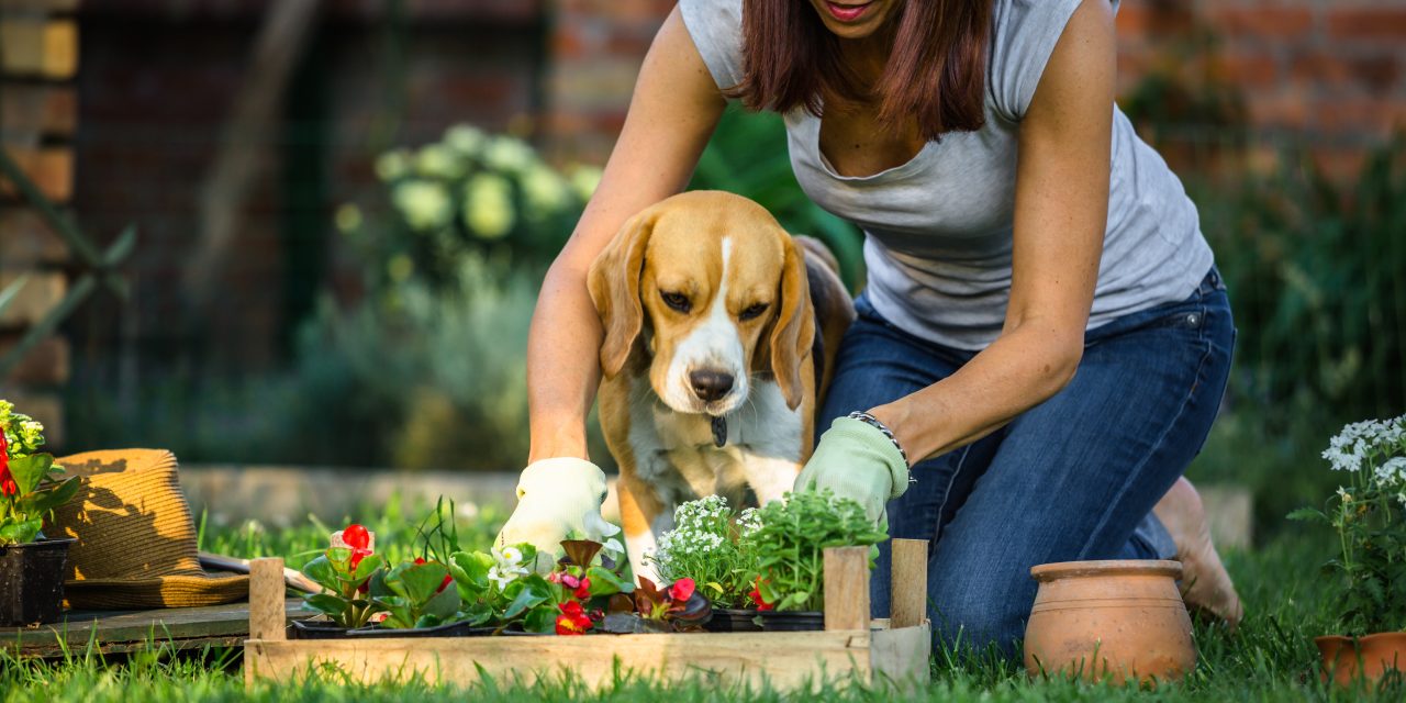 The 4 worms your pet could pick up