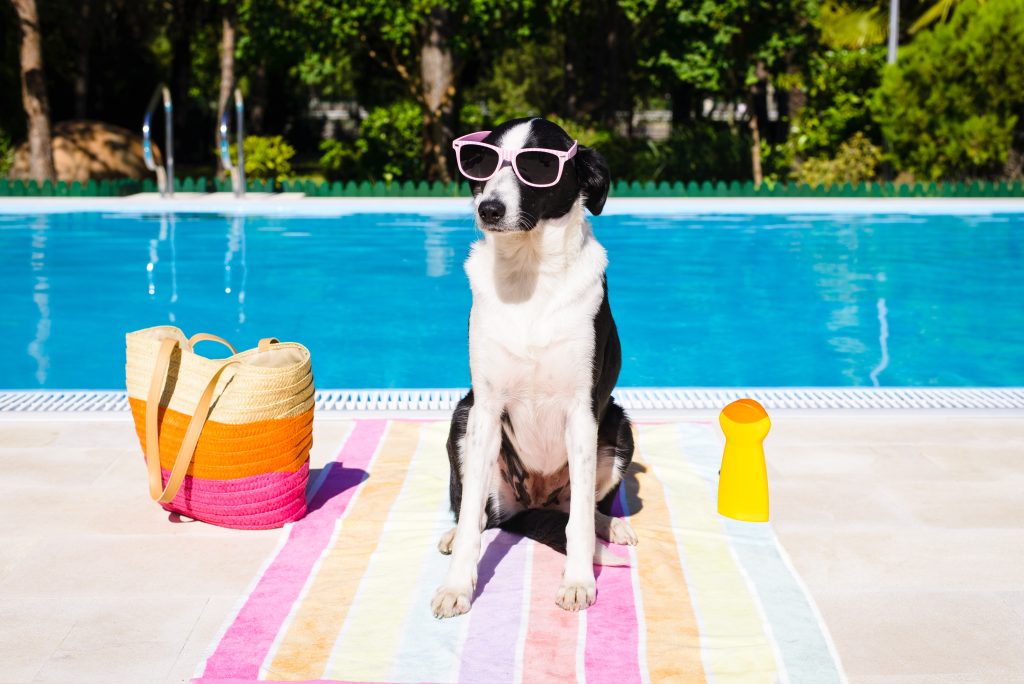 7 easy ways to keep pets cool in summer