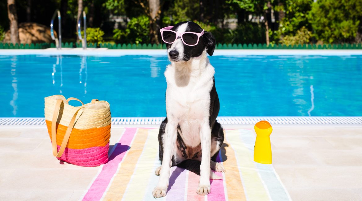 7 easy ways to keep pets cool in summer