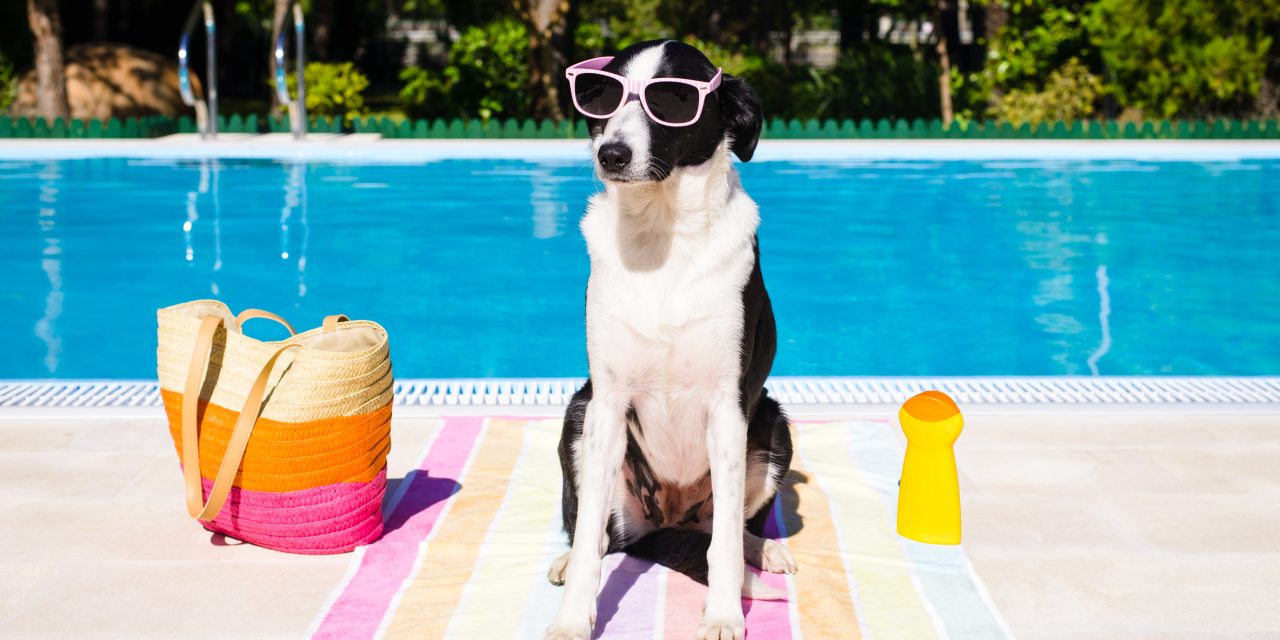7 easy ways to keep pets cool in summer