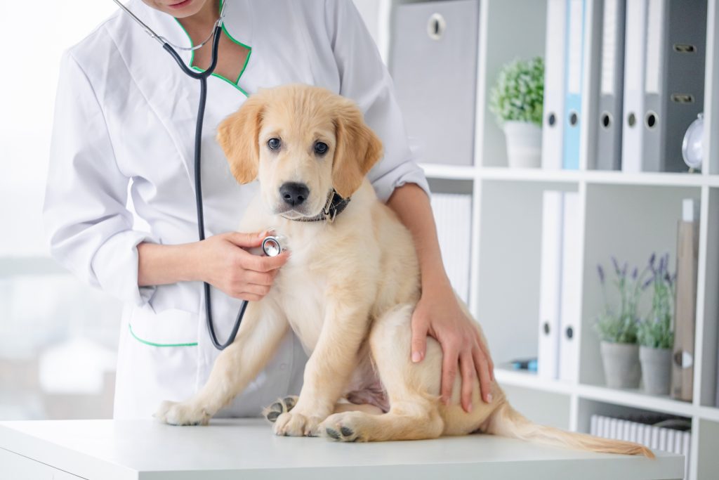 6 reasons why deworming your pet matters