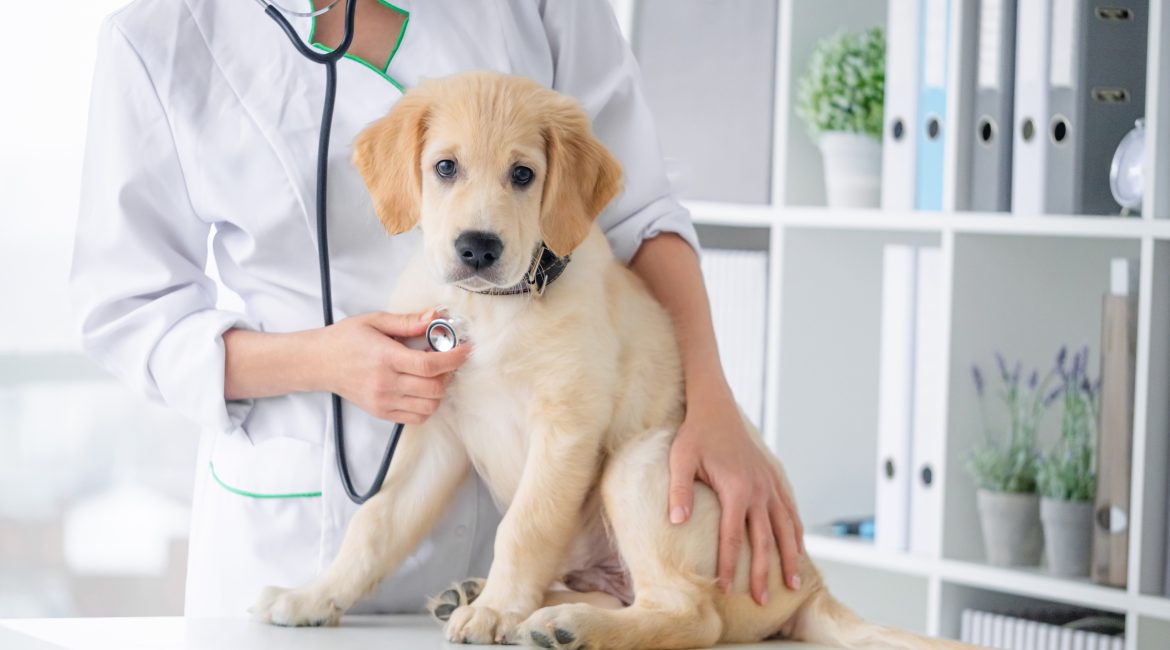 deworming your pet