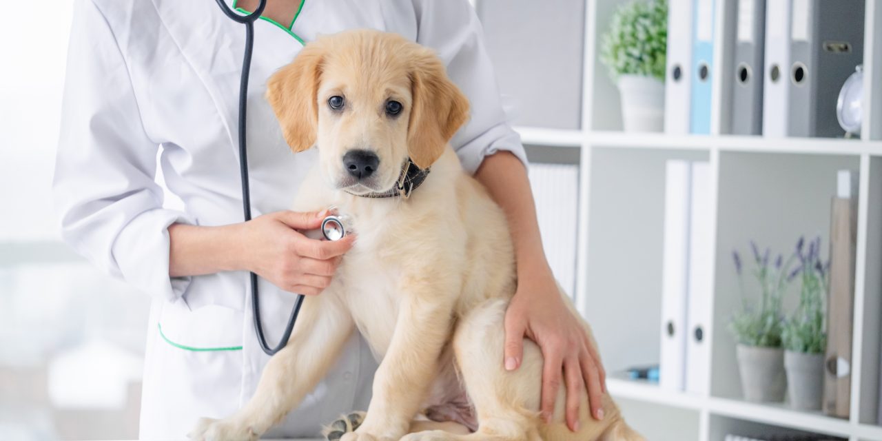 6 reasons why deworming your pet matters