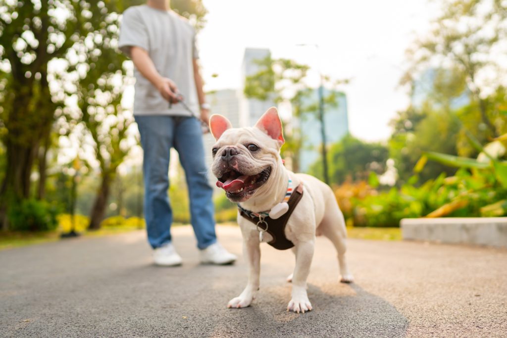 8 easy dog walking tips for spring