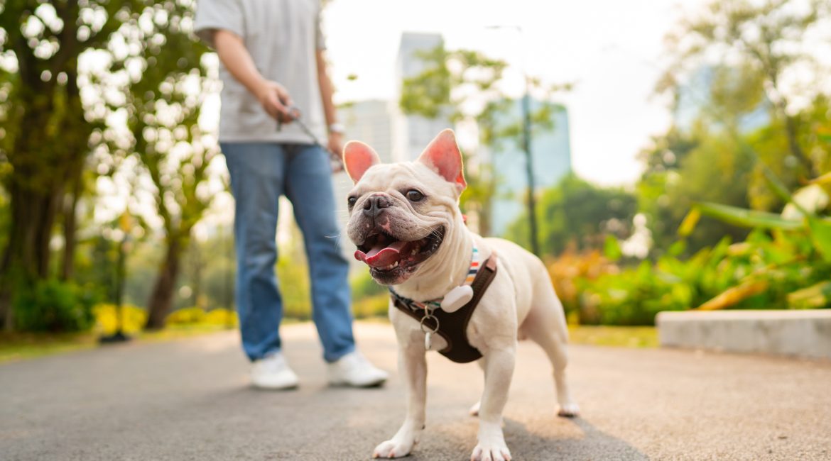 8 Dog walking tips for spring