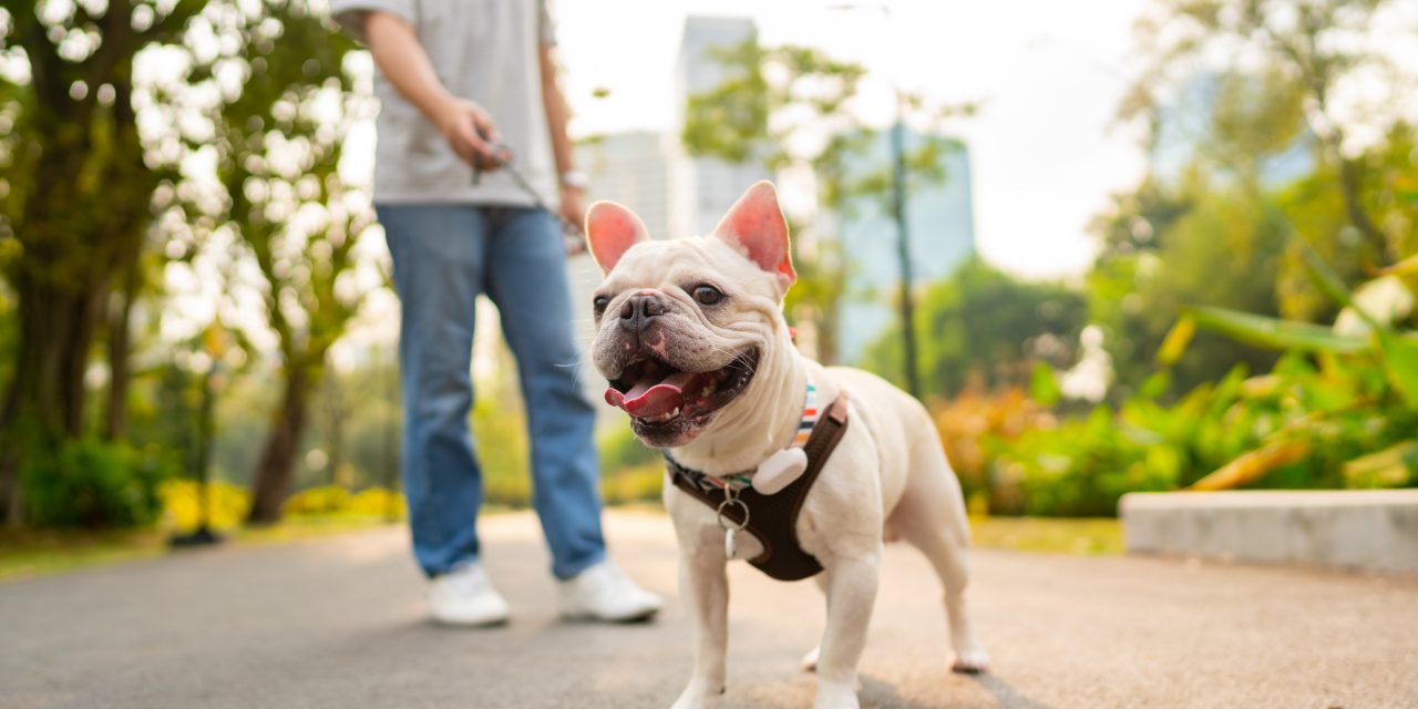 8 easy dog walking tips for spring