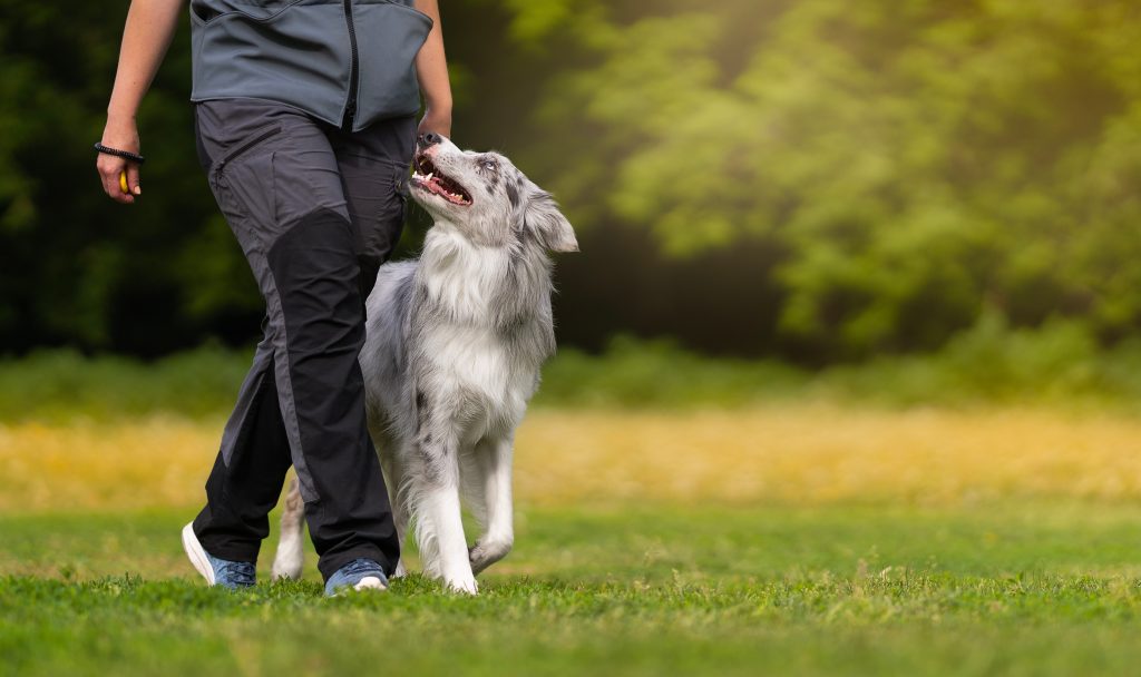 How to exercise your dog safely after winter