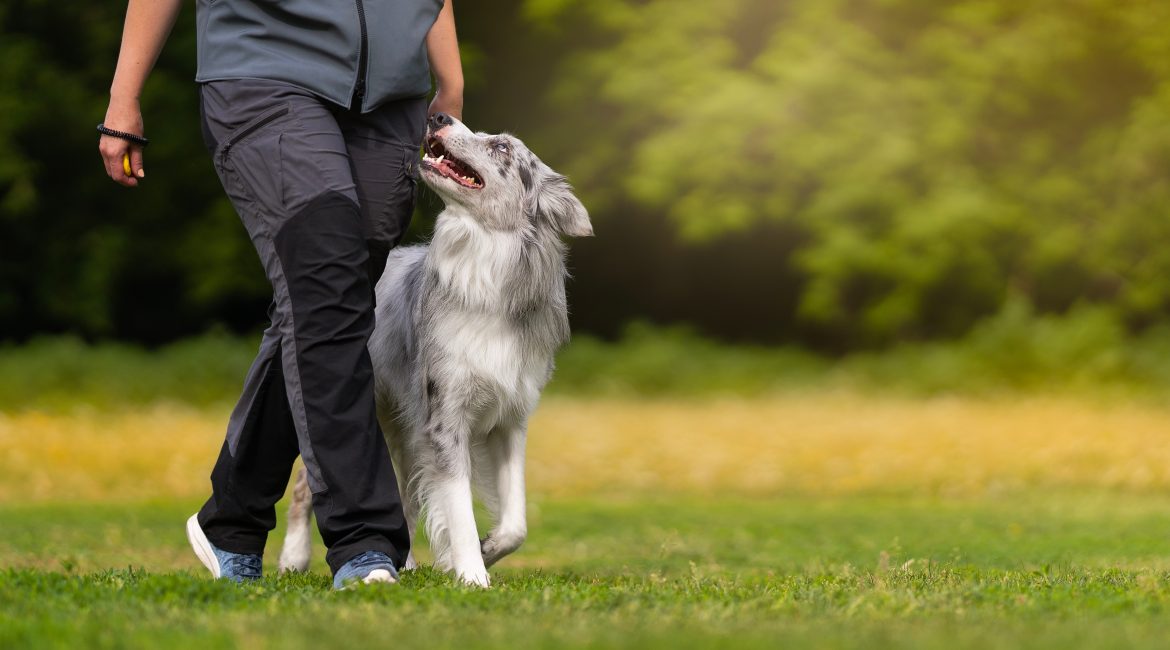 How to exercise your dog safely after winter