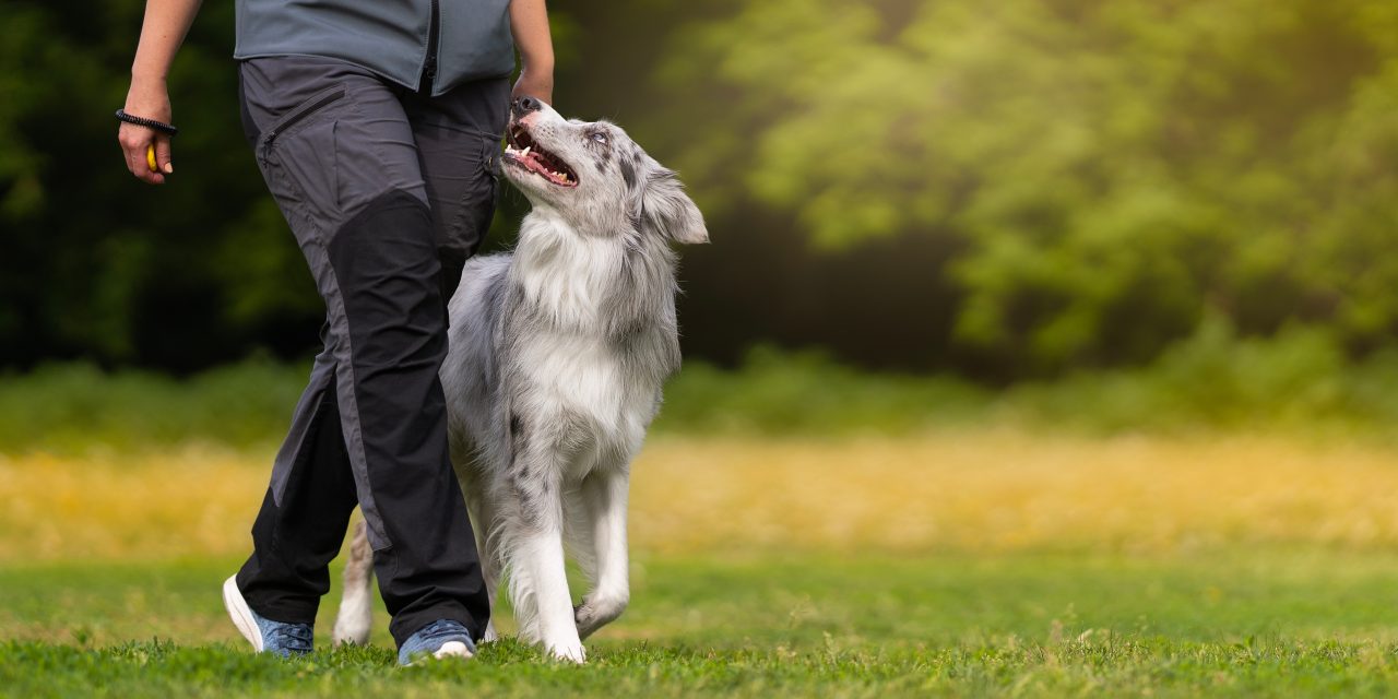 How to exercise your dog safely after winter