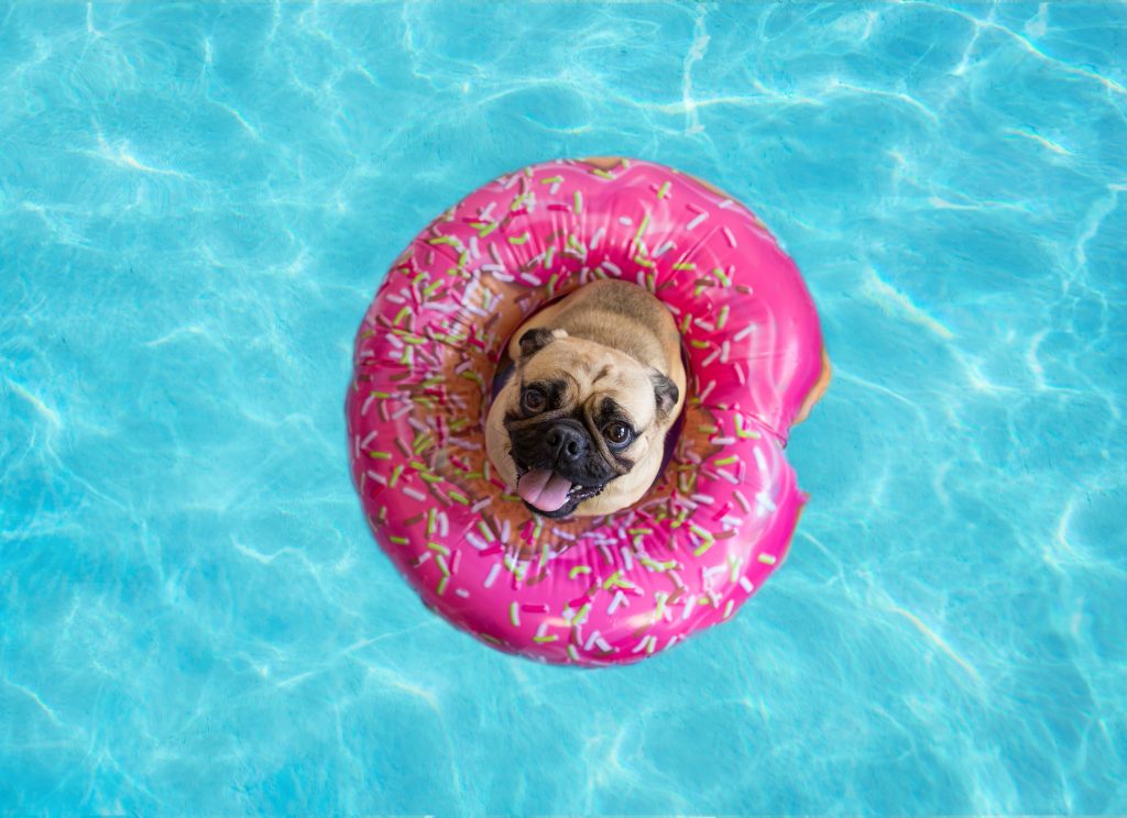 Pool safety for pets this summer
