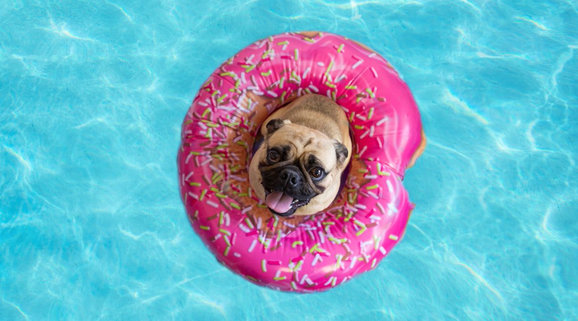 pool safety for pets