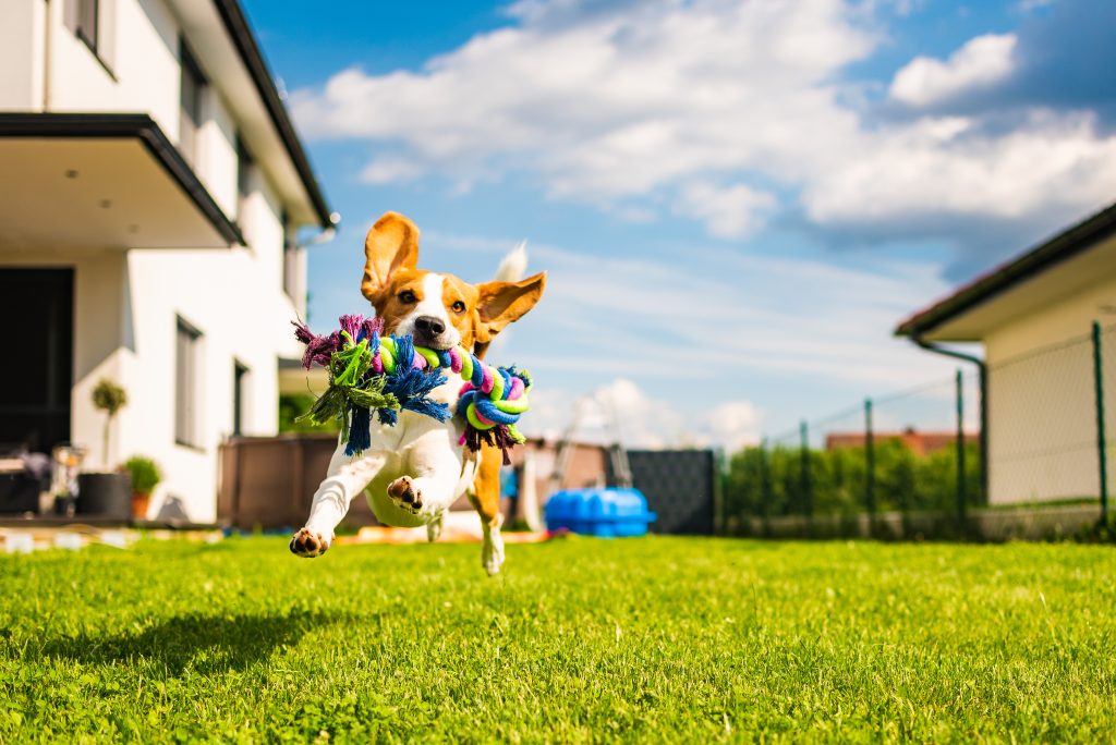 5 Common summer pet care mistakes to avoid