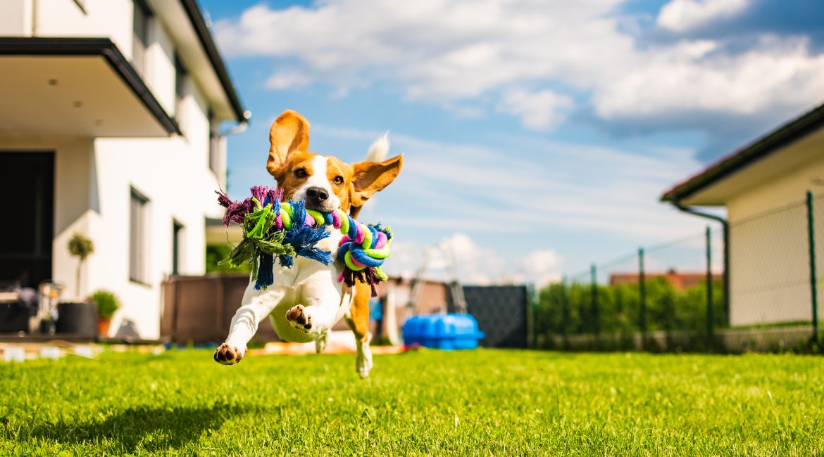 5 Common summer pet care mistakes to avoid