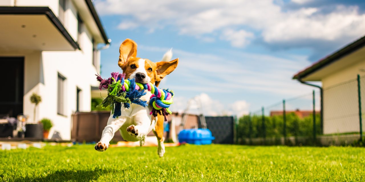5 Common summer pet care mistakes to avoid