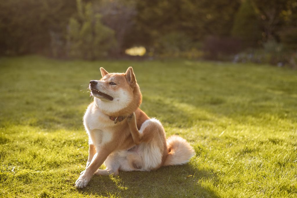 Tick and flea prevention for dogs and cats