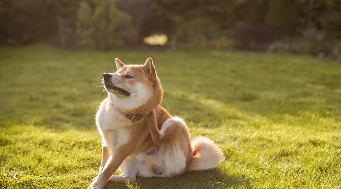 tick and flea prevention