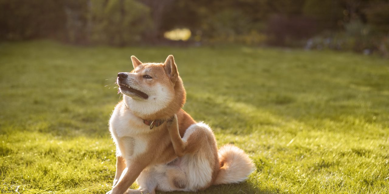 Tick and flea prevention for dogs and cats