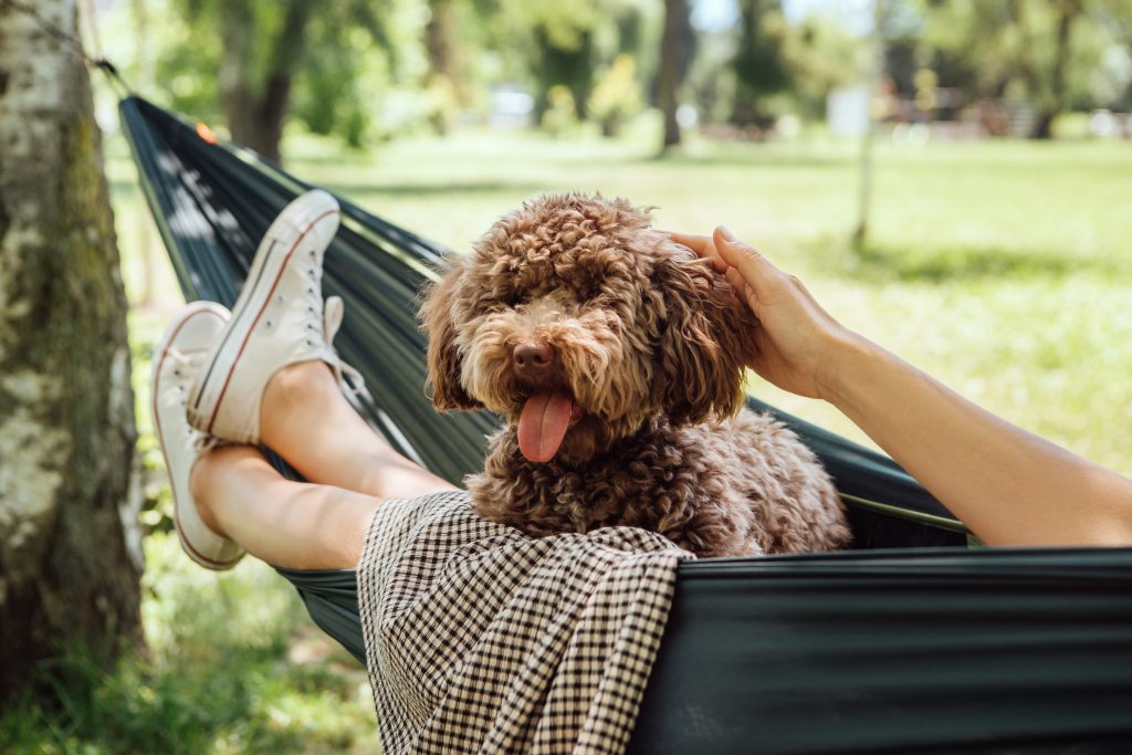 Summer pet hazards that could lead to a vet visit